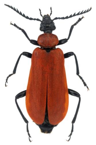Réf. 297 606 : Pyrochroa coccinea